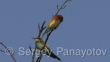 Video of European Bee-eater - European Bee-eater in nest period in Bulgaria
